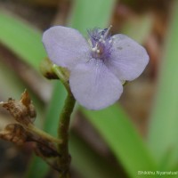 Murdannia simplex (Vahl) Brenan